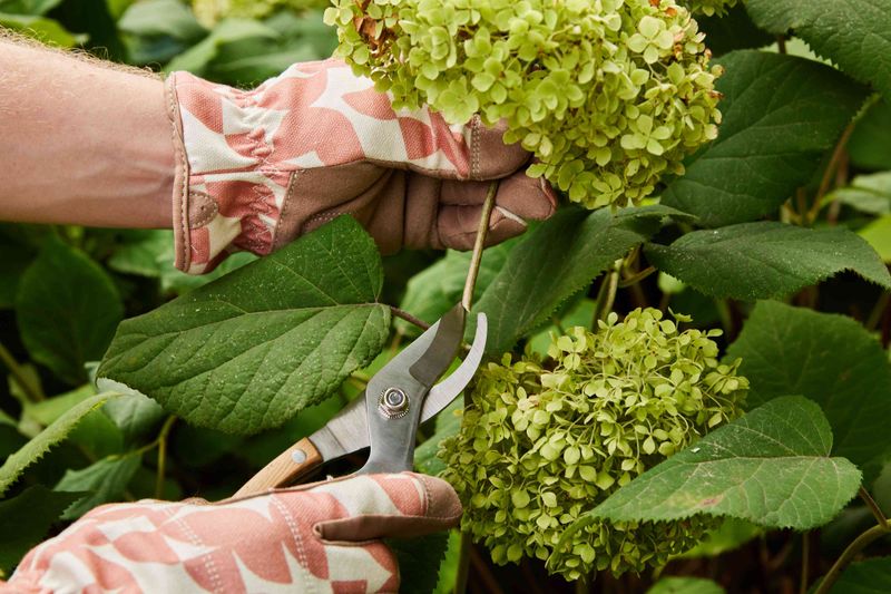 Reduce Stress by Removing Some Blooms