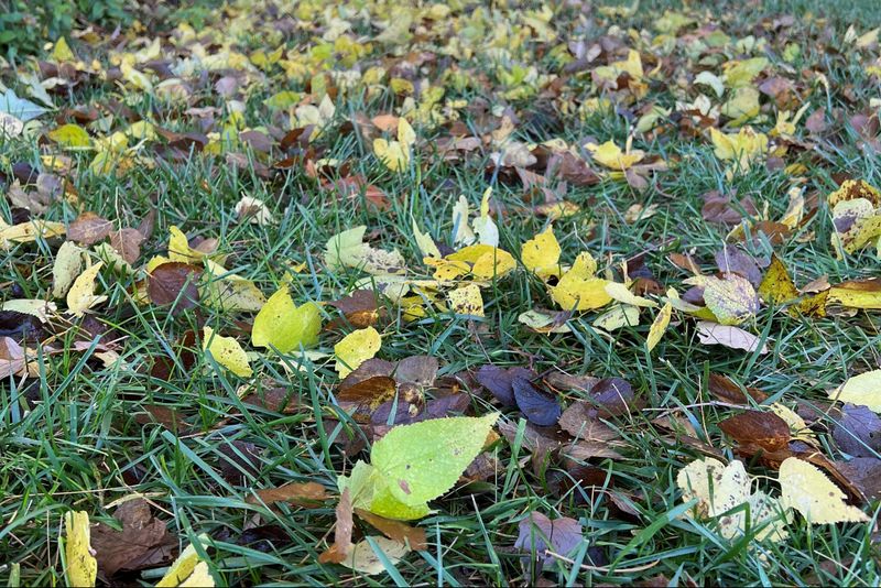 Clear Out Plant Debris