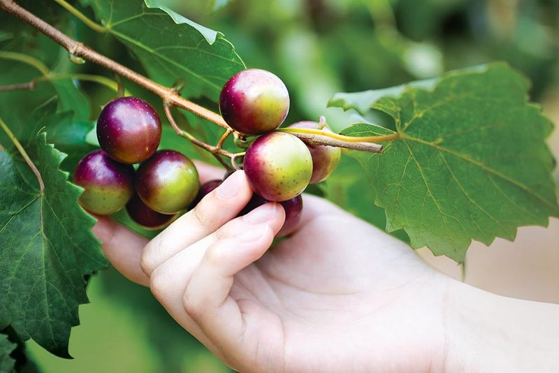 Muscadine Grapes