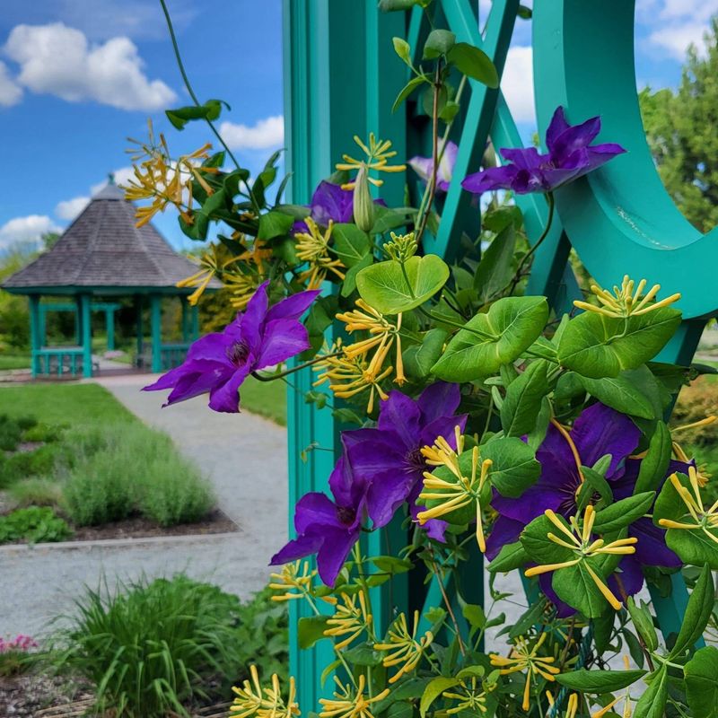Clematis