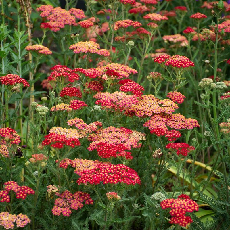 Achillea millefolium (Yarrow)