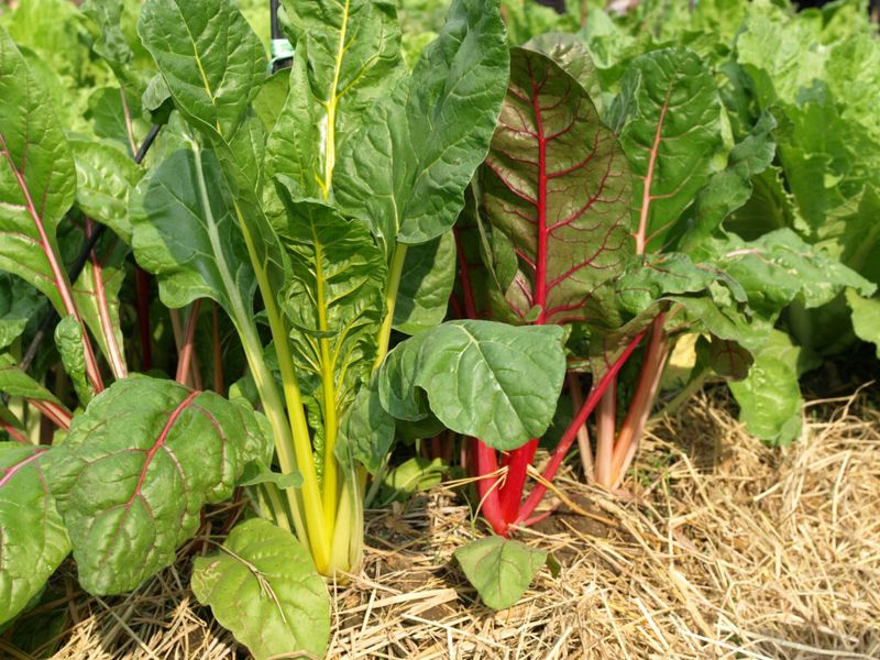 The harvest cut changes future production, not every flavor problem