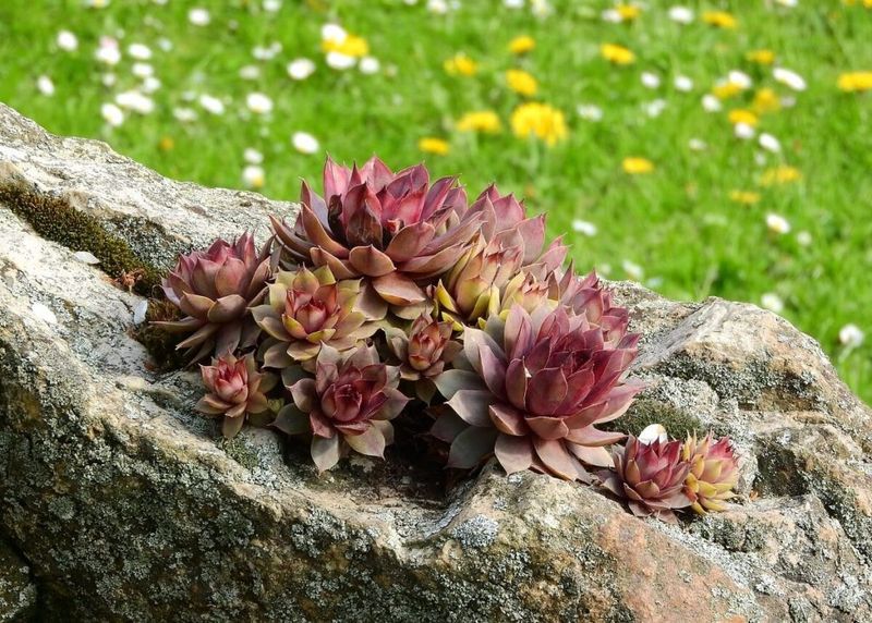 Hens and Chicks (Sempervivum tectorum)