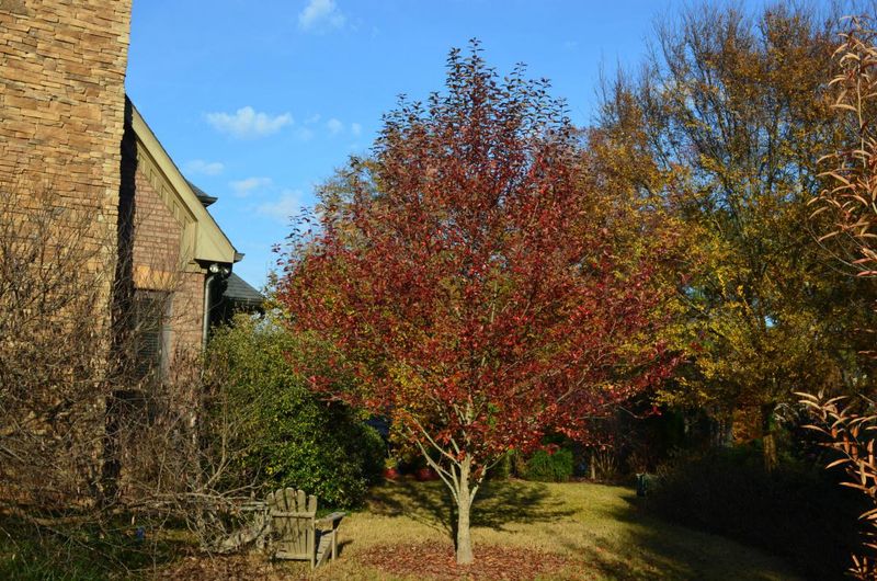 Black Gum (Nyssa sylvatica)