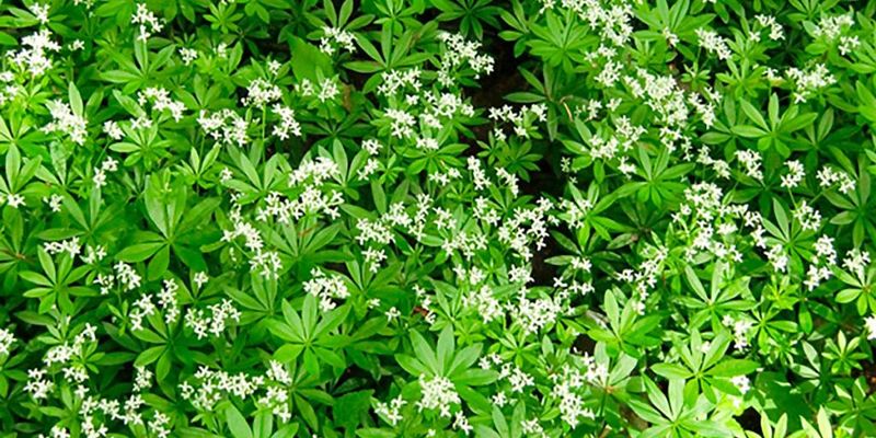 Sweet Woodruff