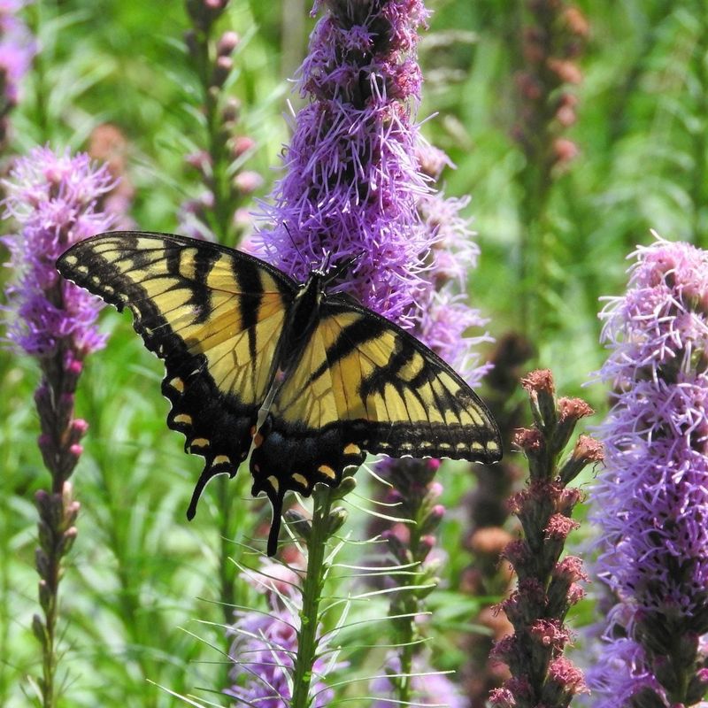 Blazing Star / Gayfeather (Liatris spicata)