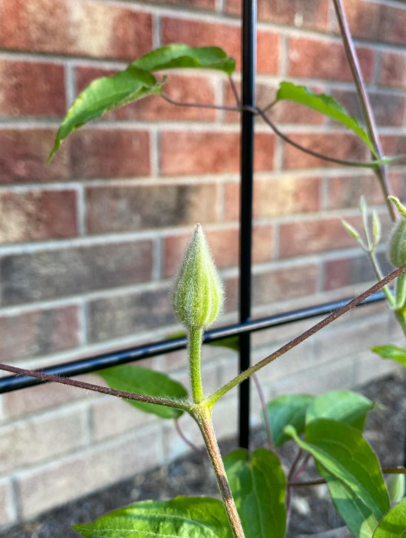 Select Healthy Softwood Stems