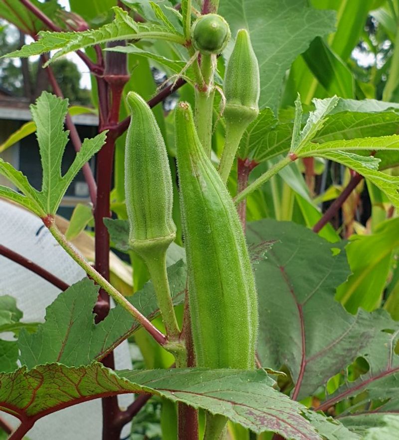 Shrugs Off Most Common Garden Pests