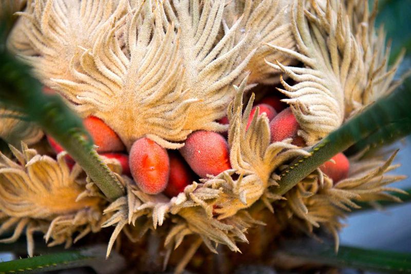 Sago Palm