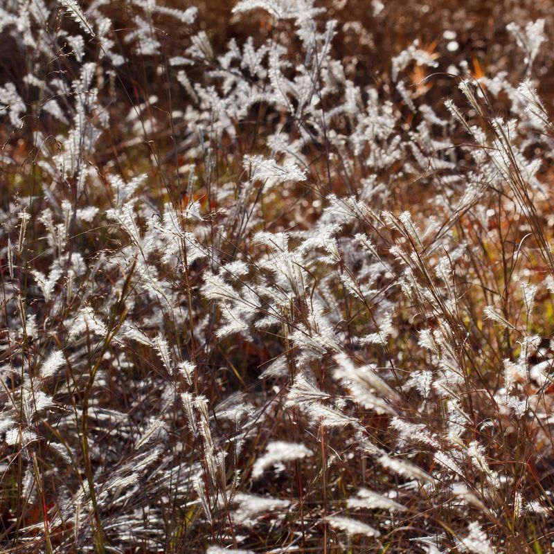 Splitbeard Bluestem (Andropogon ternarius)