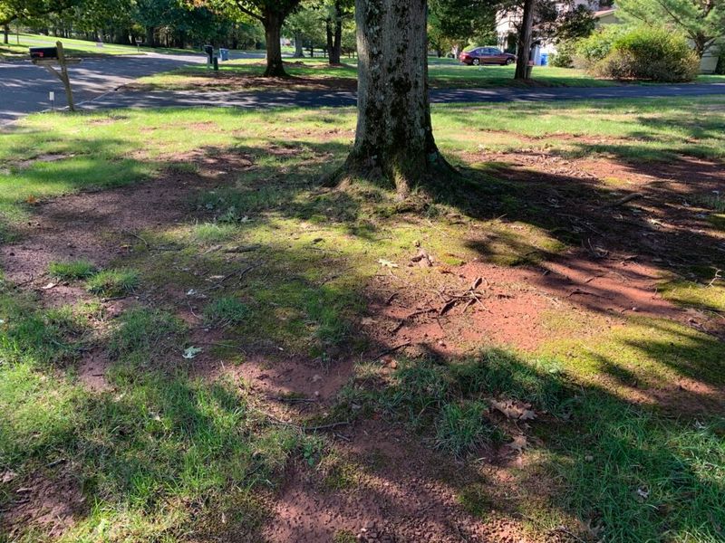Check whether the site gives grass enough light and airflow