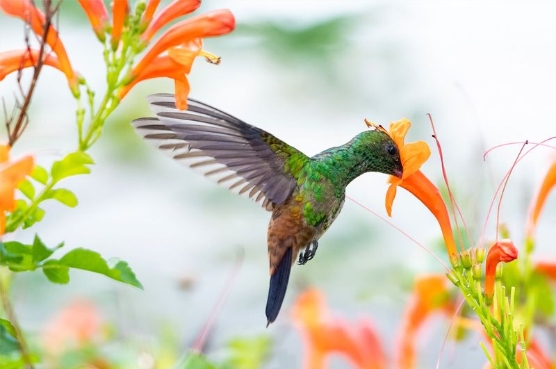 Abundance of Natural Nectar Sources