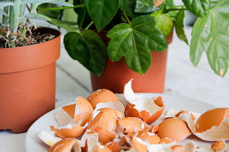 Add Calcium With Eggshells or Milk