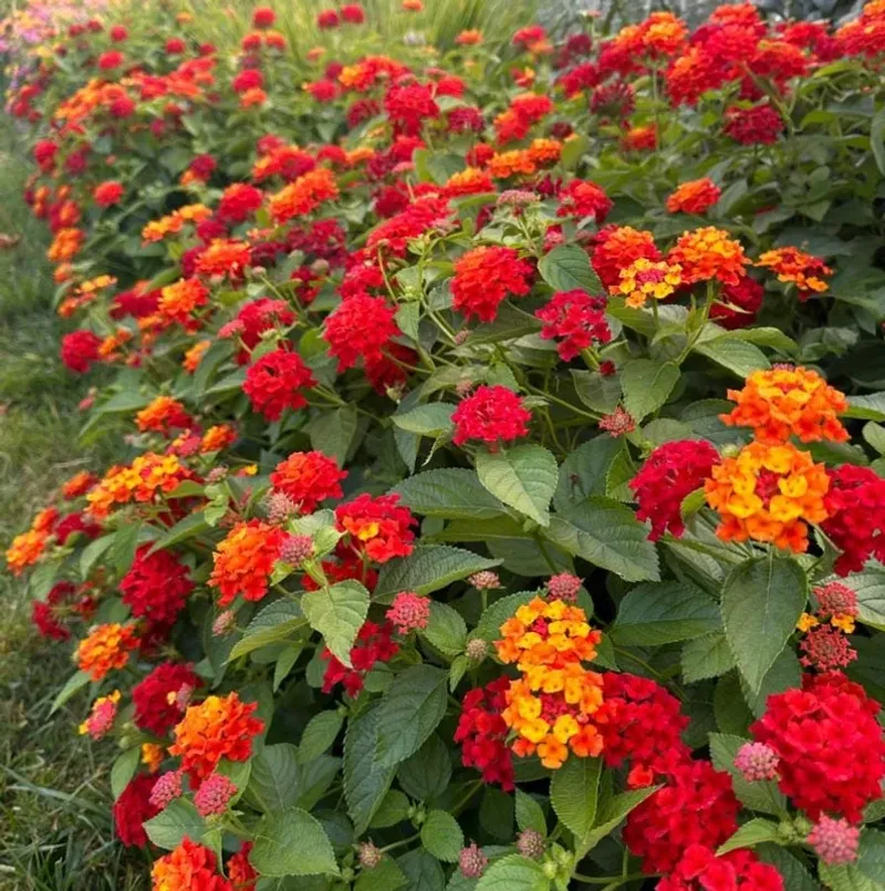 Lantana