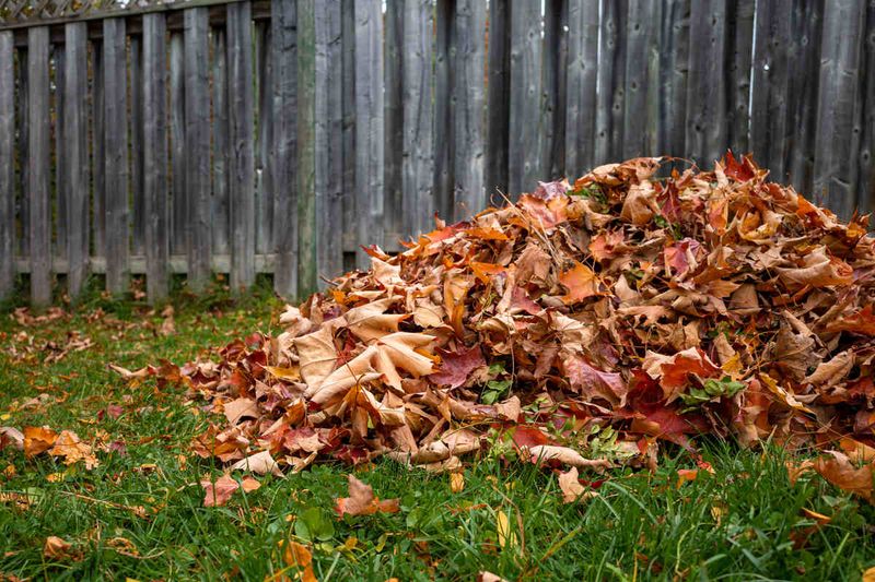 Dense leaves can damage turf, but spring death is not inevitable