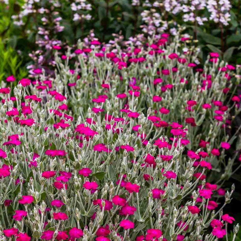 Rose Campion (Lychnis coronaria)