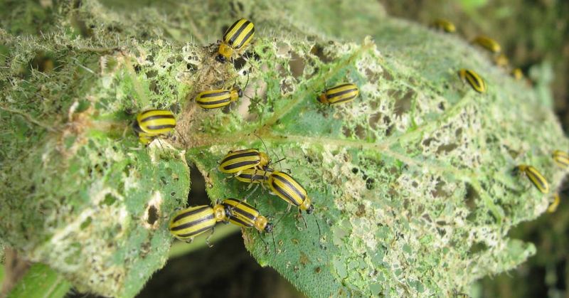Manage Pests and Diseases Early