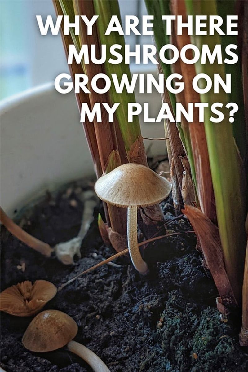 Mushrooms Popping Up Signal Constantly Damp Soil