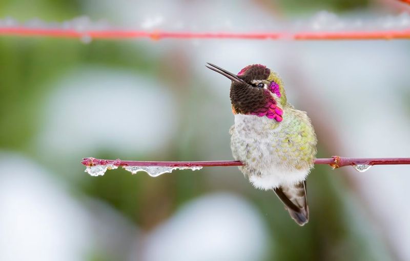 A still bird is not automatically in distress