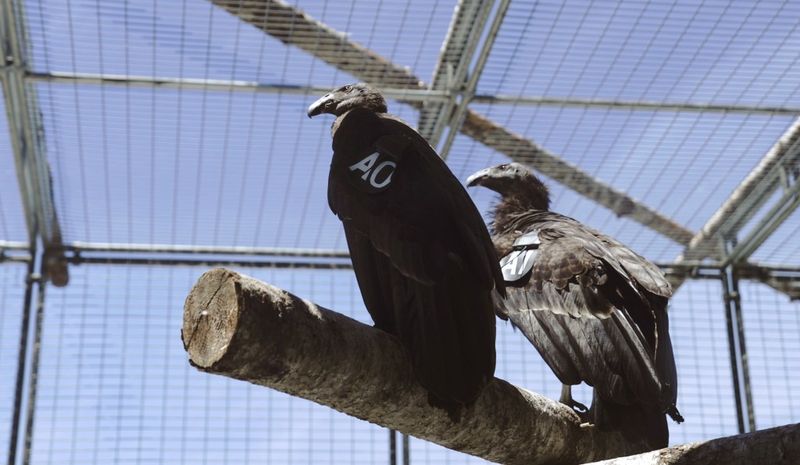 A condor pair returned to northern California’s redwood country