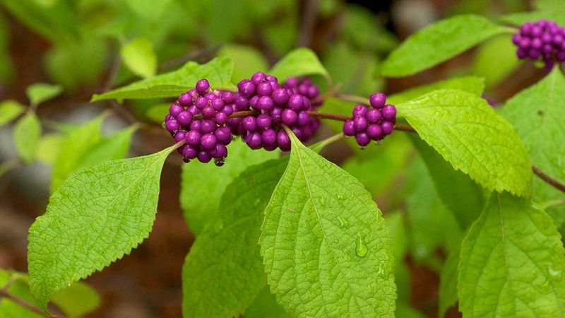 Planting Your Deer-Resistant Native Border This Season