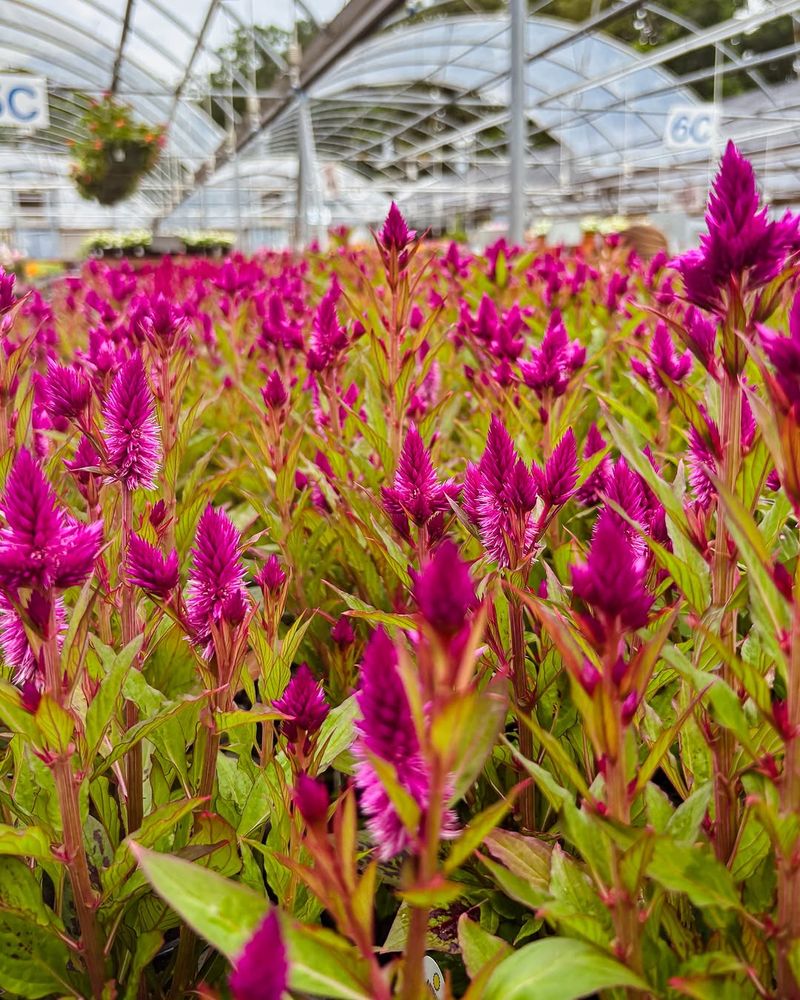 Celosia