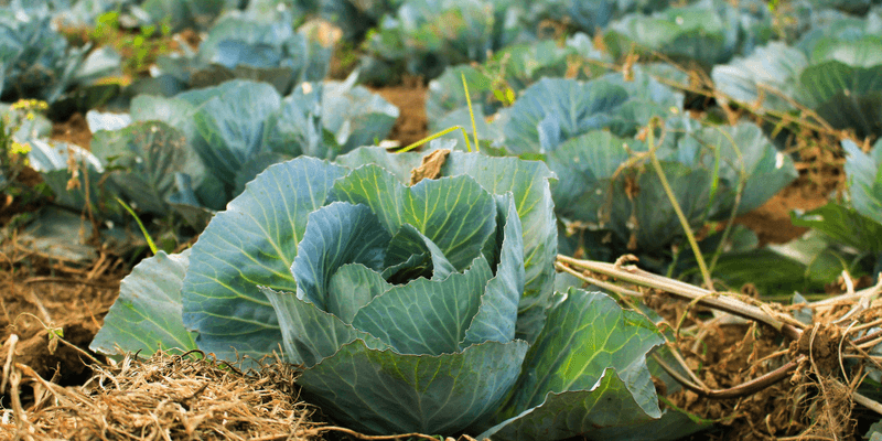 Judge recovery by new growth, not old leaf color