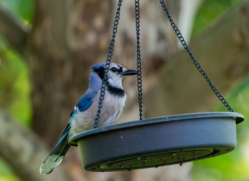 Corvids (Jays, Crows, Ravens)