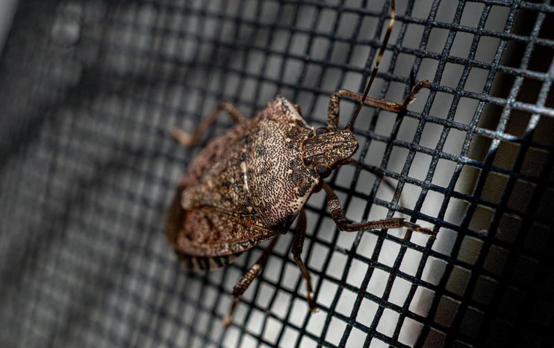 Brown marmorated stink bugs seek sheltered places to overwinter