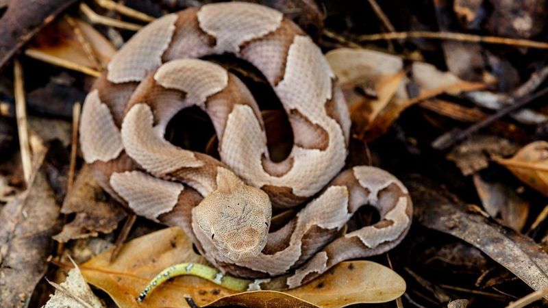 Baby Copperheads Are Deadlier Than Adults