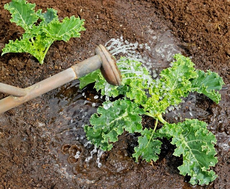Steady moisture supports harvest during high-demand stages