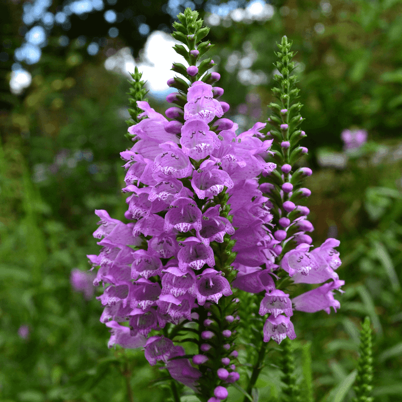 Obedient Plant