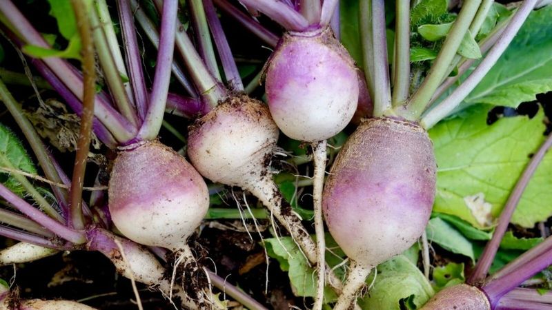 Harvest while the roots remain tender