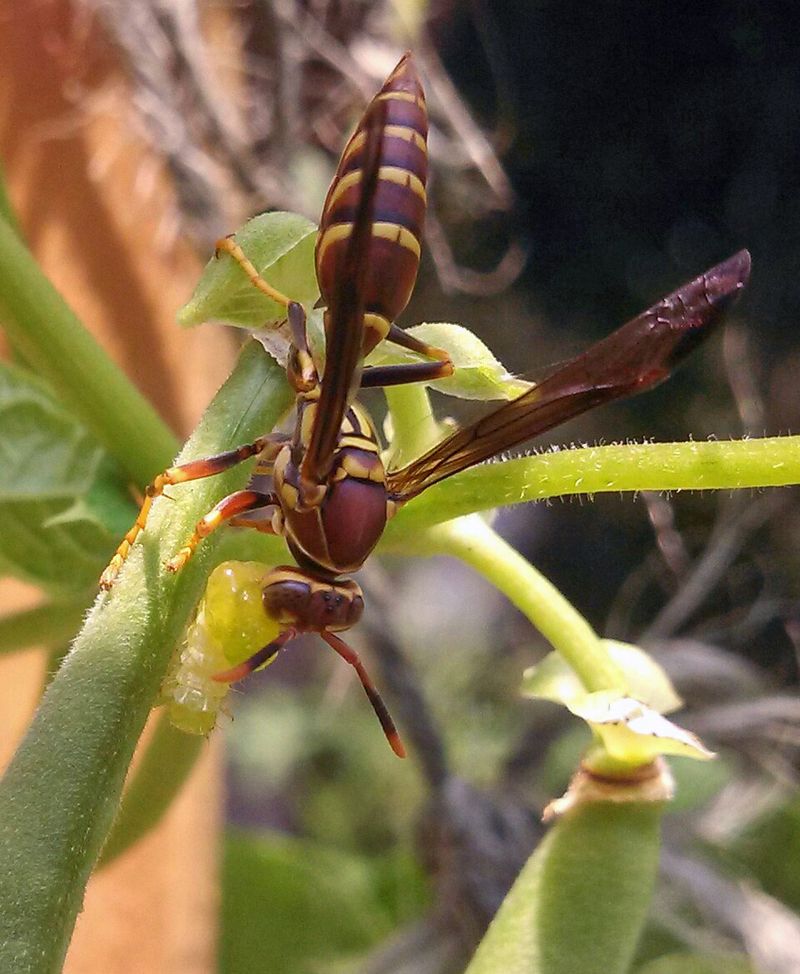 Presence of Other Insect Pests