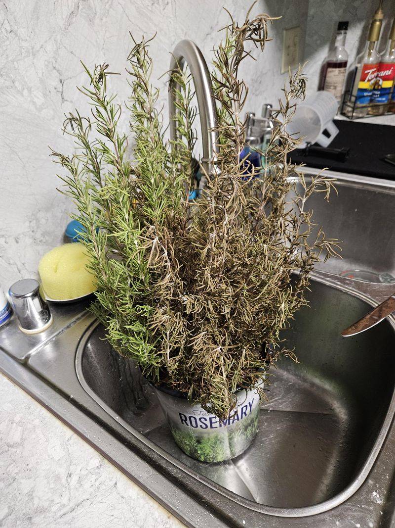Repot when wet conditions or roots justify it
