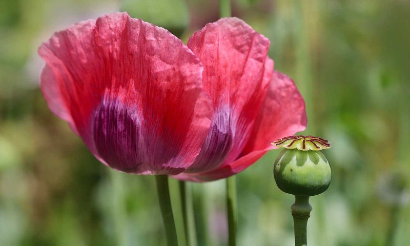 Poppies