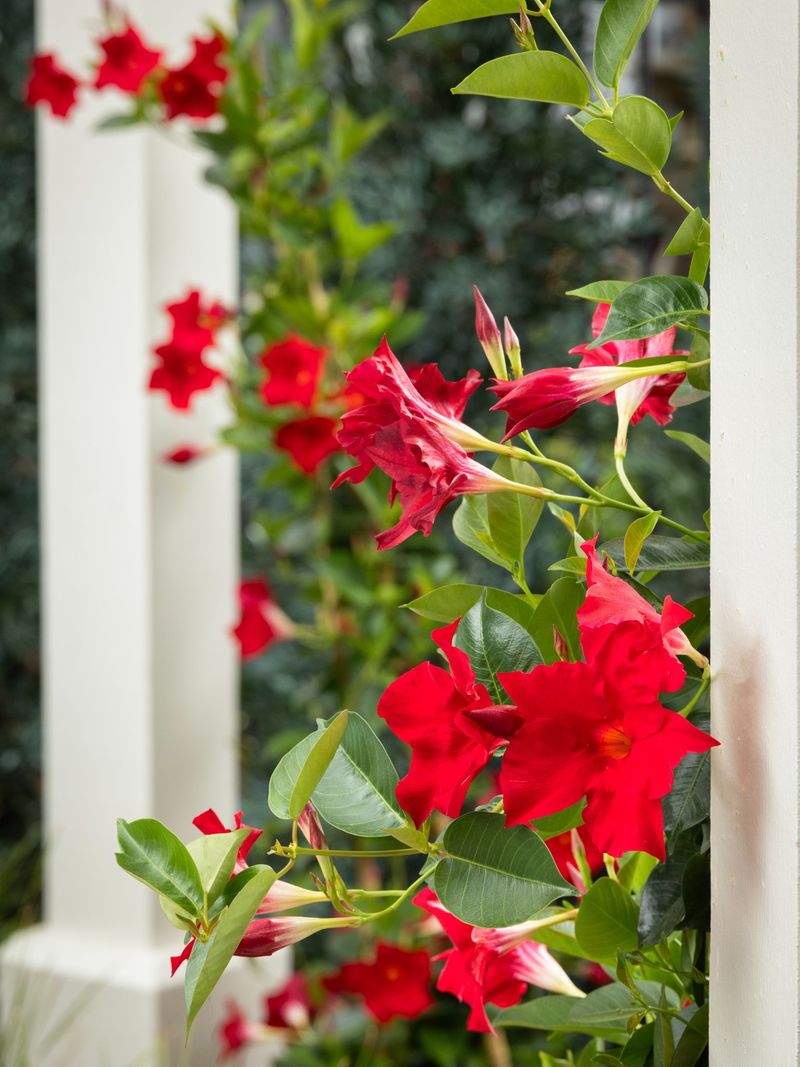 Mandevilla