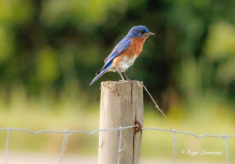 The fence post is useful, but its exact purpose remains uncertain