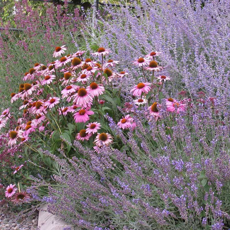 Expect seedlings to vary