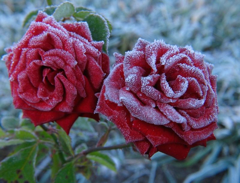 Which roses need the extra protection?
