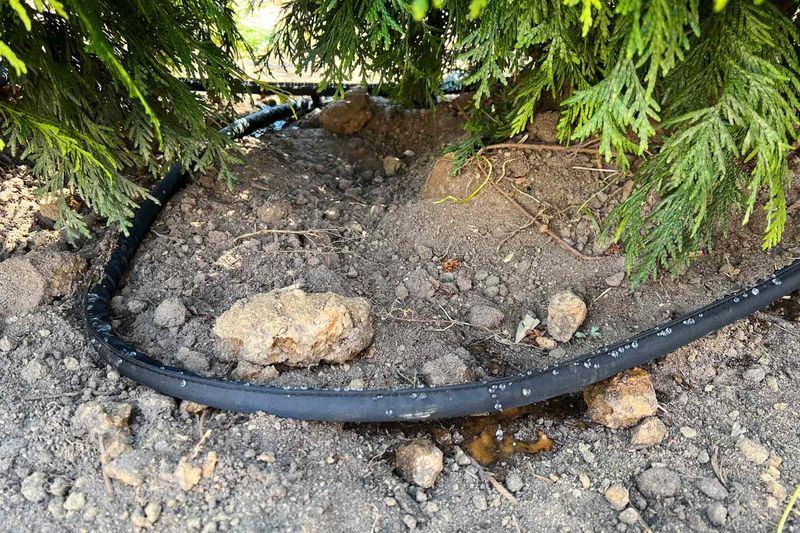 Water slowly and deeply only when the root zone needs it