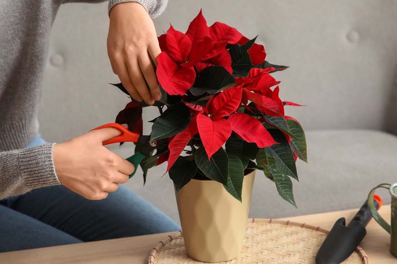 Set a Realistic Goal for Holiday Color