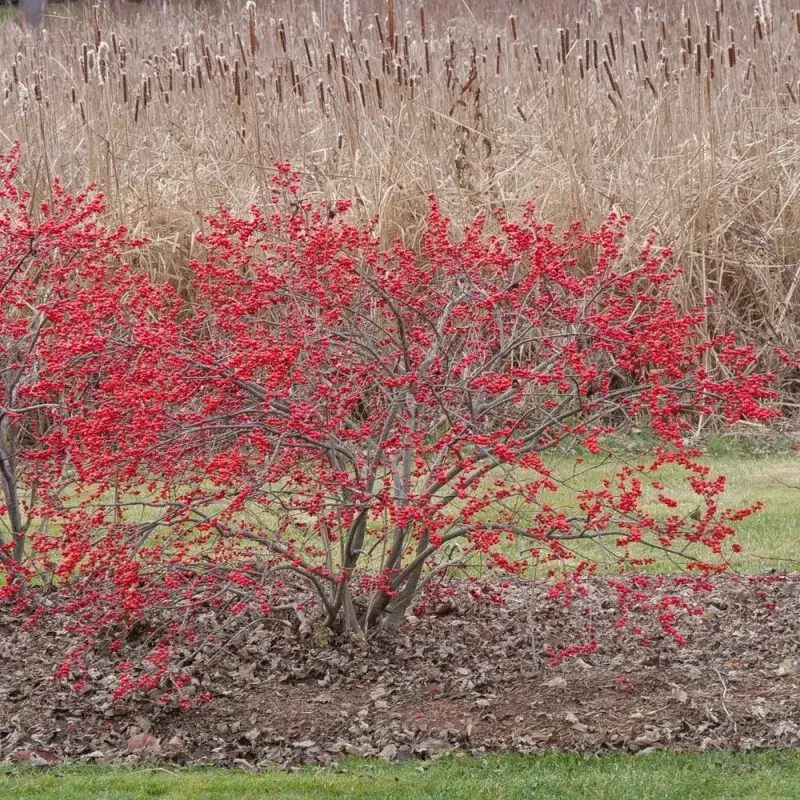 Winterberry Holly