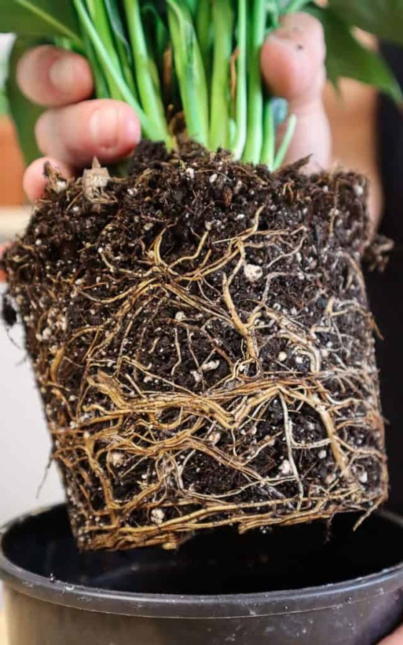 Fix the root zone before treating the leaves