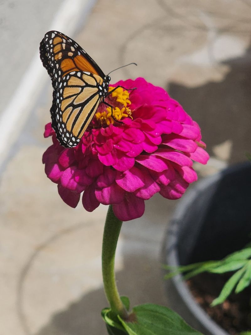 Fewer Bees And Butterflies Visiting