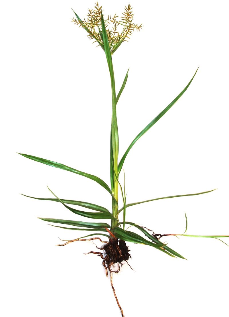 A wild patch is not a cultivated chufa crop