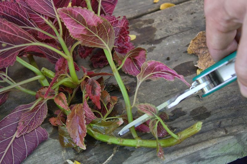Cuttings can preserve the cultivar, not the sprawling plant