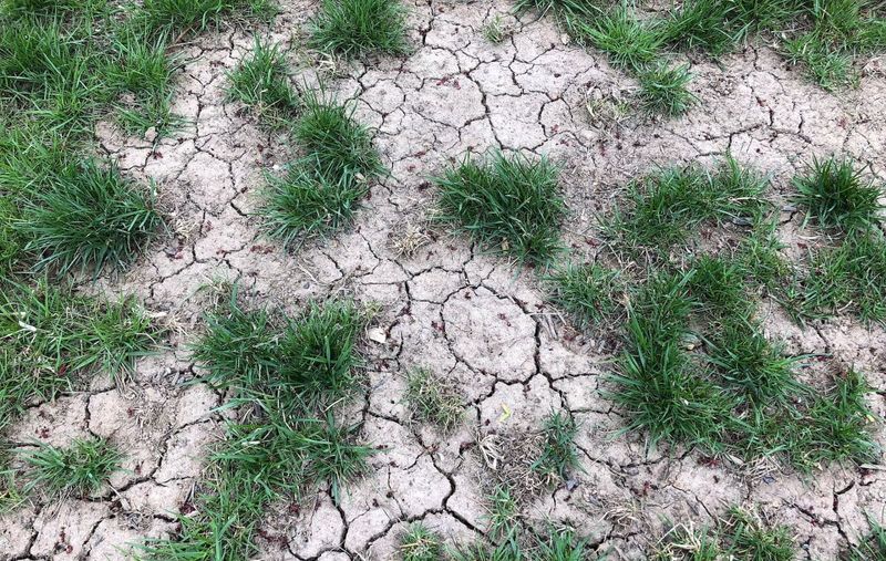 What drought actually does to a lawn
