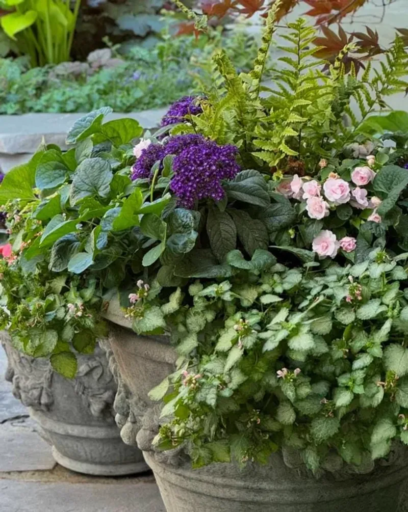 Containers Make Heliotrope Easier to Position and Save