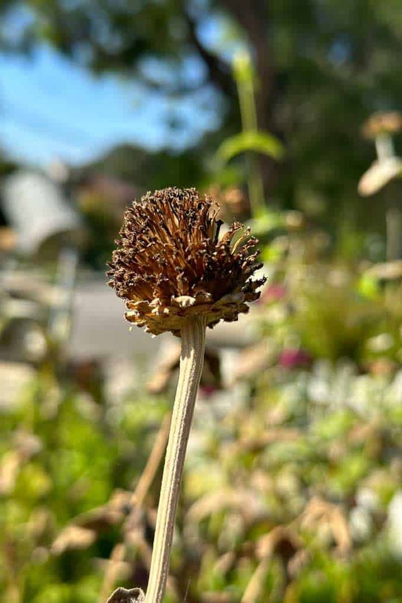 When a zinnia head is ready to harvest